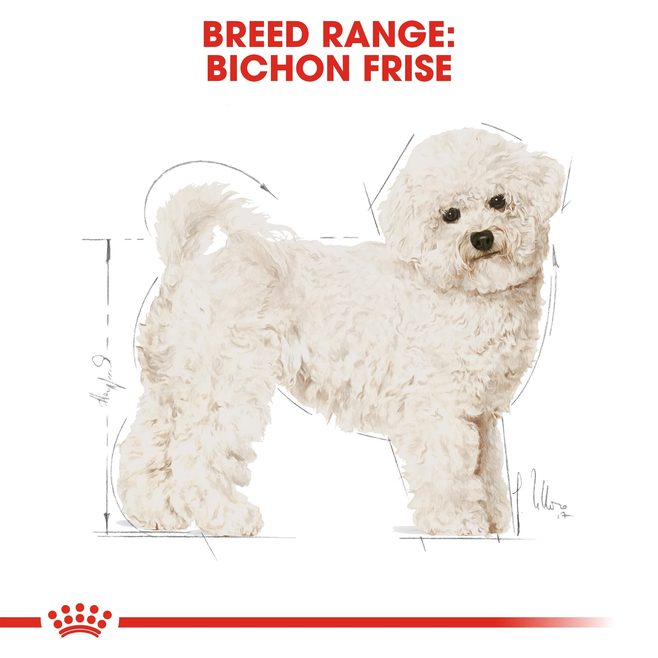 Royal Canin Bichon Frise
